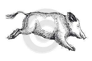 Vector hand drawn illustration of hog isolated on white. Sketch of forest animal in engraving style