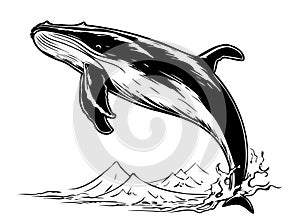 Vector hand drawn illustration of humpback whale.