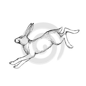 Vector hand drawn illustration of jumping hare in engraving style. Sketch of running forest animal isolated on white