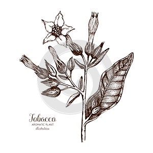 Vector hand drawn illustration of Tobacco on white background. Aromatic plant sketch. Perfumery and cosmetics ingredients.