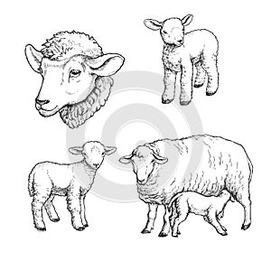 Vector hand drawn illustration of sheeps. Sketch of cute farm animal in sketch style. Sucking mother`s milk lamb