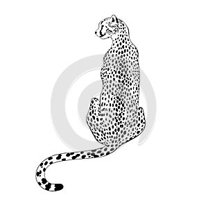 Vector  hand drawn  illustration of sitting cheetah  isolated.