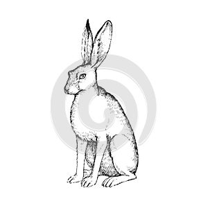 Vector hand drawn illustration of sitting hare in engraving style. Sketch of forest animal isolated on white