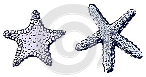 Vector hand drawn illustration of two starfishes, sketches isolated on white