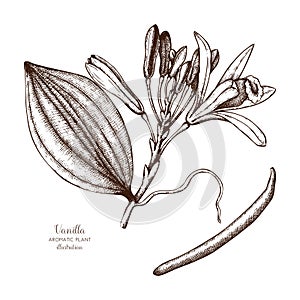 Vector hand drawn illustration of Vanilla on white background. Aromatic and medicinal plant sketch. Perfumery and cosmetics ingre