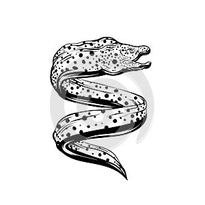 Vector hand drawn iluustration of moray eel isolated.