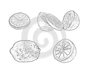 Vector Hand Drawn Lemons, Limes, Citrus Fruits Set, Contour Drawings Isolated on White Background, Black Outline Sketches.