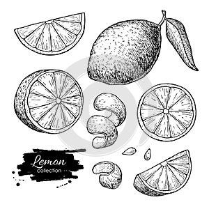 Vector hand drawn lime or lemon set. photo