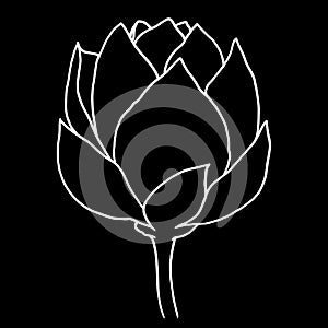 Vector hand drawn lotus flower black line art illustration. White Outline floral drawing for for logo, tattoo, packaging
