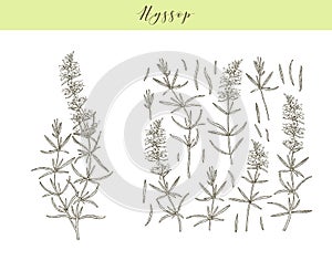 Vector hyssop herb. photo