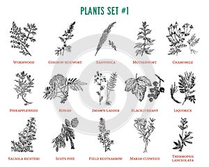 Vector hand drawn plants set