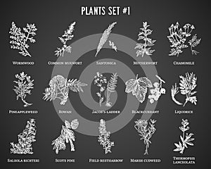 Vector hand drawn plants set on black background