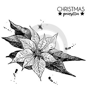 VEctor hand drawn poinsettia. Vintage engraved botanical illustration. Christmas decoration. Monocrome flower