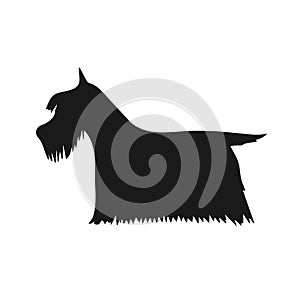 Vector hand drawn Scottish terrier silhouette