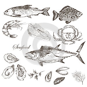 Vector hand drawn seafood set - shrimp, crab, lobster, salmon, oysters, mussel, tuna, trout, carp. mediterranean cuisine