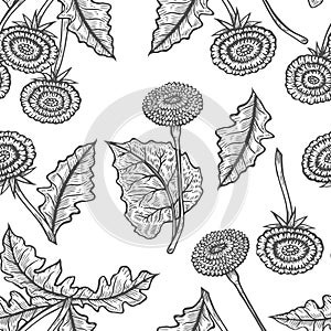 Vector hand drawn seamless background with coltsfoot