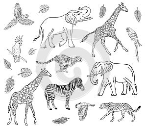 Vector hand drawn set of african animals