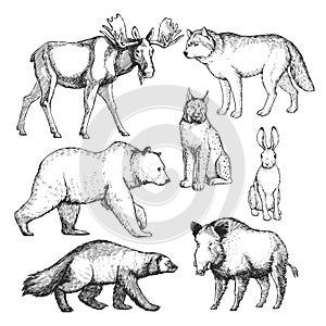 Vector hand-drawn set of animals of the north in the style of engraving. Inhabitants of the European forest. A collection of