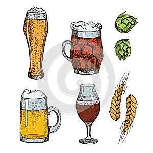 Vector hand drawn set of beer glass mug. Hops and wheat. Isolated on white background.