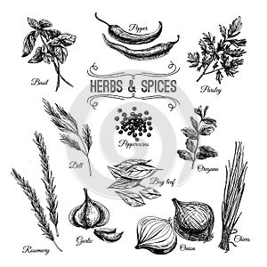 Vector hand drawn set with culinary herbs and photo