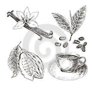 Vector hand drawn set with dessert spices. Vintage illustration. Retro collection of vanilla, cocoa, coffee beans