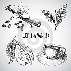 Vector hand drawn set with dessert spices. Vintage illustration. Retro collection of vanilla, cocoa, coffee beans