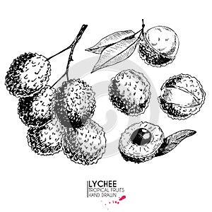 Vector hand drawn set of exotic fruits. Ioslated lyvhee. Engraved art. Delicicous tropical vegetarian objects.