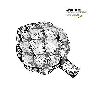 Vector hand drawn set of farm vegetables. Isolated artichoke. Engraved art. Organic sketched vegetarian objects.