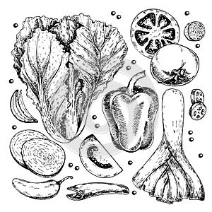 Vector hand drawn set of farm vegetables. Isolated chinese cabbage, leek, bell pepper, tomato, onion. Engraved art. Organic sketch