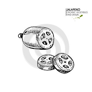 Vector hand drawn set of farm vegetables. Isolated hot chilli jalapeno pepper. Engraved art. Organic sketched vegetarian objects.