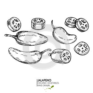 Vector hand drawn set of farm vegetables. Isolated hot chilli jalapeno pepper. Engraved art. Organic sketched vegetarian objects. photo