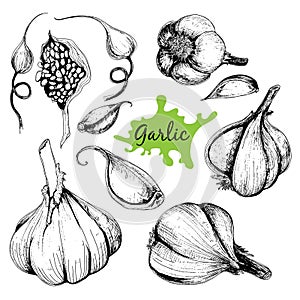 Vector hand drawn set of garlic.