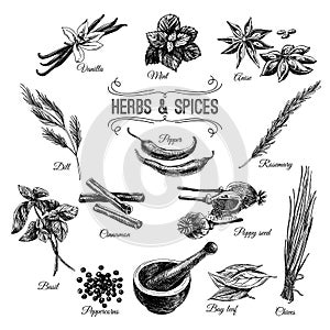 Vector hand drawn set with Herbs Spices