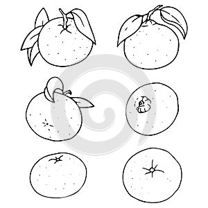 Vector hand drawn set of outlined mandarin. Contour sketch isolated on white background.