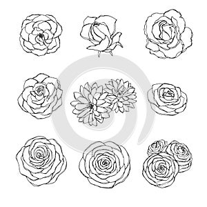 Vector hand drawn set of rose, camellia, peony and chrysanthemum flowers outline isolated on the white background. Floral decor