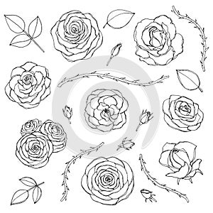 Vector hand drawn set of rose flowers with buds, leaves and thorny stems line art isolated on the white background. Floral collect