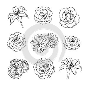 Vector hand drawn set of rose, lily, peony and chrysanthemum flowers contours isolated on the white background. Vintage