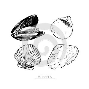 Vector hand drawn set of seafood icons. Isolated clams. Engraved art. Delicious marine food menu sketched objects.