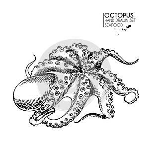 Vector hand drawn set of seafood icons. Isolated octopus.