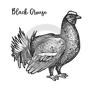 Vector hand drawn sketch of black grouse bird