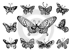 Vector Hand drawn sketch of butterfly illustration on white background
