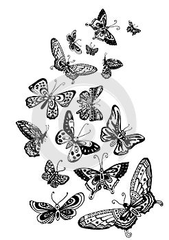Vector Hand drawn sketch of butterfly illustration on white background