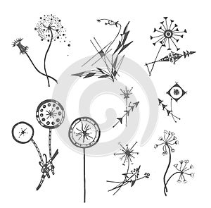 Vector Hand drawn sketch of dandelion flower illustration on white background