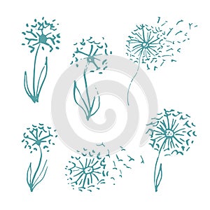 Vector Hand drawn sketch of dandelion flower illustration on white background