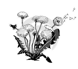 Vector Hand drawn sketch of dandelion flower illustration on white background