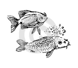 Vector Hand drawn sketch of fish illustration on white background
