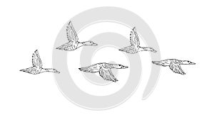Vector hand drawn sketch flock of flying duck