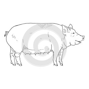 Vector Hand Drawn Sketch Sow Illustration