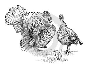 Vector hand-drawn sketch of turkey family in black isolated on white background. Gobbler silhouette, turkey female and chick.