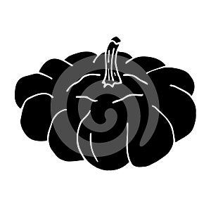 Vector hand drawn squash black patison